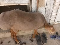 绵羊（批次，未指定性别）, Sheep — 照片 2