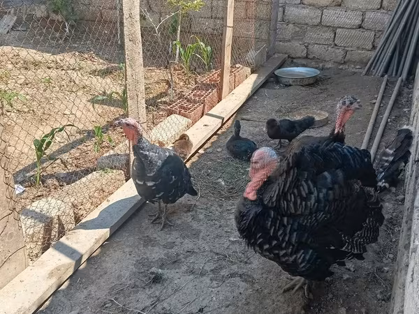 Turkeys