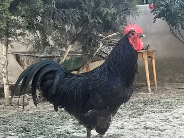 Chickens — Azerbaijan