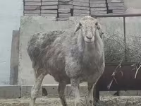 मेढ़ा, भेड़ — फ़ोटो 1