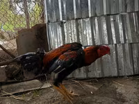 Chickens — photo 3