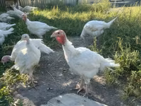 Turkeys — Foto 1