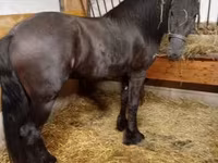 Cavalo, Friesian — foto 2