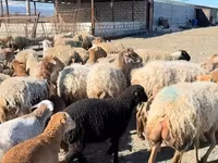 Qoç, Qoyunlar — foto 5