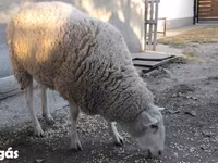 母羊, Sheep — 照片 3
