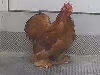 Pekin Bantam — foto 2
