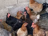 Chickens — photo 3