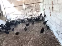 Chickens — الصورة 2