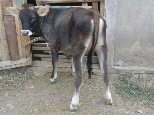 गाय, Swiss cattle