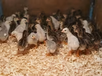 Guinea fowl — photo 4