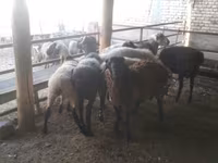 Carnero, Arabi sheep — foto 5