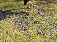 Chickens — photo 3