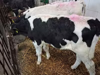 सांड, Simmental cattle — फ़ोटो 6