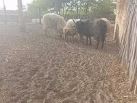 Beran, Racka sheep — foto 2