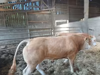 Buğa, Blonde d’Aquitane cattle — foto 2