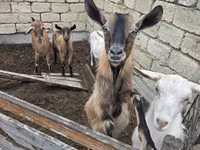 Dişi keçi, Saanen goat — foto 7