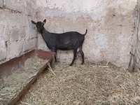 Koza, Murcia-Granada goats — foto 7