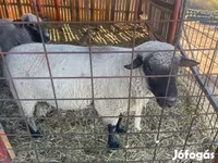 Qoʻchqor, Shroshire sheep — 1-rasm