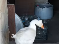 Turkeys — foto 8