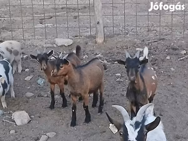 Kozel, Pomellata goat