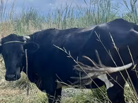 Kuh, Russian Black pied cattle — Foto 2