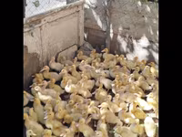 German Pekin — photo 3