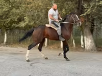 Horse (M), Anglo-Arabian — photo 1