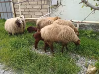 Oveja, Ovejas — foto 5