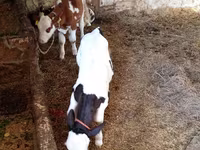 Cow, Russian Black pied cattle — photo 6