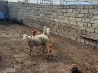 Sheep, Sheep — photo 4