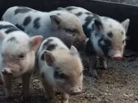 Eber, Schweine — Foto 4