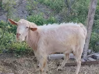 Keçi, Saanen goat — foto 1