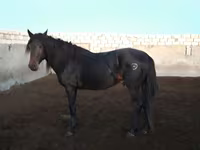 At, Kushum Horse — foto 2