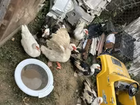 Ducks — الصورة 6
