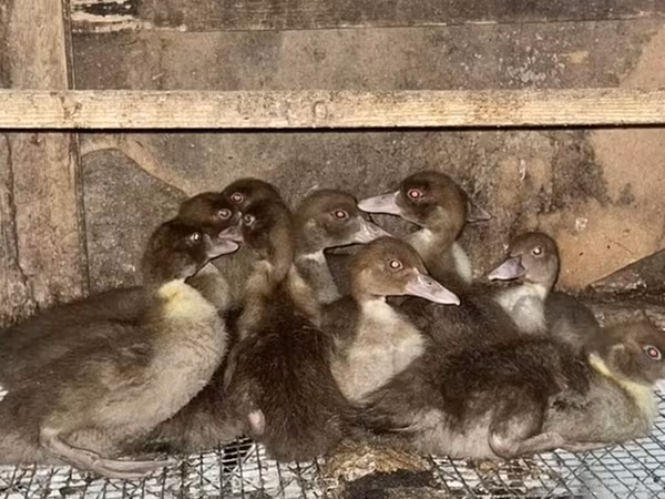 Domestic Muscovy — Azerbaijan