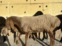 Oveja, Arashan sheep — foto 3