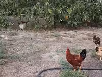 Chickens — foto 2