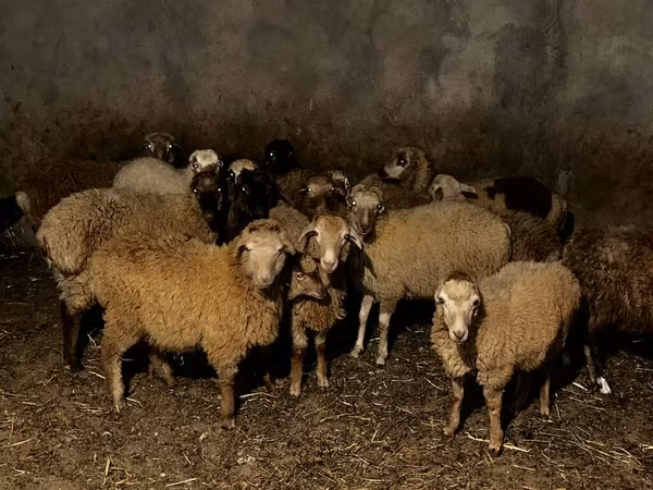 Sheep (batch, sex not specified), Sheep — Azerbaijan