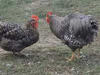 Chickens — photo 1