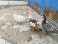 Ducks — Foto 6