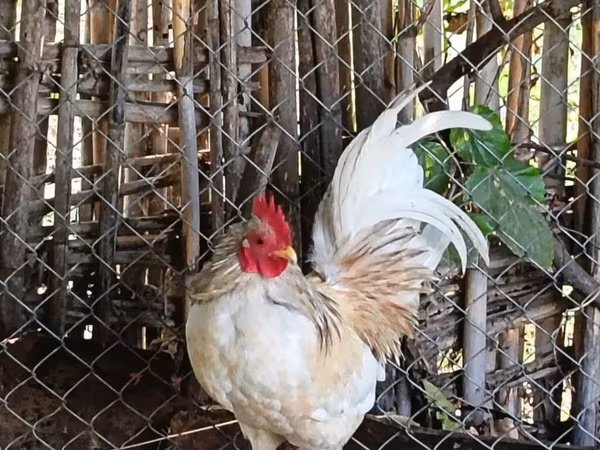 Chickens — Azerbaijan