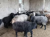 Owce (partia, płeć nieokreślona), Hissar sheep — zdjęcie 4