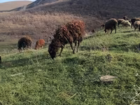 公羊, Sheep — 照片 4