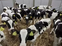 Bovinos (lote, sexo no especificado), Raza Holstein — foto 6