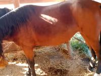 Yegua, French Trotter — foto 3