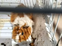 Heyvan: Dekorativ dəniz donuzu (guinea pig) Xüsusiyyətlər: - Rəng — Foto 1
