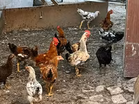 Chickens — photo 1