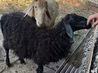 Widder, Hissar sheep — Foto 6