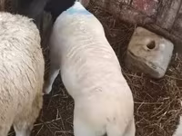 Qoyun, Dorper sheep — foto 3