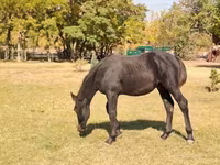 Kůň, Nonius horse — foto 1